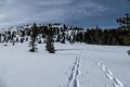 Our snowshoe tracks.<br />Feb. 20, 2016 - Castle Lake, Northern California.