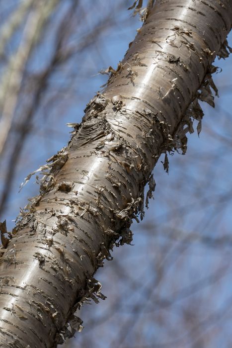 Miranda thought the bark looked steel like.<br />Broad Meadow Brook Conservation & Wildlife Sanctuary.<br />March 13, 2016 - Worcester, Massachusetts.