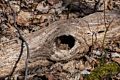 Who lives in there?<br />Broad Meadow Brook Conservation & Wildlife Sanctuary.<br />March 13, 2016 - Worcester, Massachusetts.