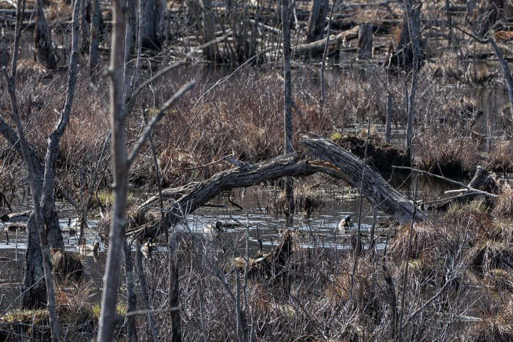 A beaver created marsh.<br />Broad Meadow Brook Conservation & Wildlife Sanctuary.<br />March 13, 2016 - Worcester, Massachusetts.