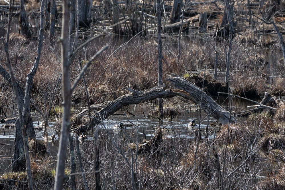 A beaver created marsh.<br />Broad Meadow Brook Conservation & Wildlife Sanctuary.<br />March 13, 2016 - Worcester, Massachusetts.