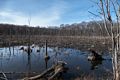 A beaver created marsh.<br />Broad Meadow Brook Conservation & Wildlife Sanctuary.<br />March 13, 2016 - Worcester, Massachusetts.