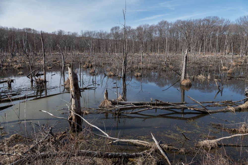 A beaver created marsh.<br />Broad Meadow Brook Conservation & Wildlife Sanctuary.<br />March 13, 2016 - Worcester, Massachusetts.