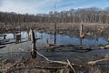 A beaver created marsh.<br />Broad Meadow Brook Conservation & Wildlife Sanctuary.<br />March 13, 2016 - Worcester, Massachusetts.