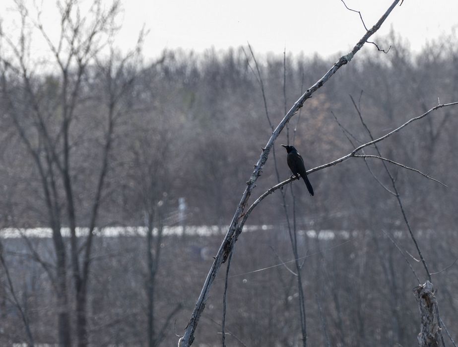 A grackle.<br />Broad Meadow Brook Conservation & Wildlife Sanctuary.<br />March 13, 2016 - Worcester, Massachusetts.
