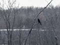 A grackle.<br />Broad Meadow Brook Conservation & Wildlife Sanctuary.<br />March 13, 2016 - Worcester, Massachusetts.