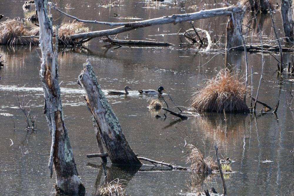 Ducks in the marsh.<br />Broad Meadow Brook Conservation & Wildlife Sanctuary.<br />March 13, 2016 - Worcester, Massachusetts.