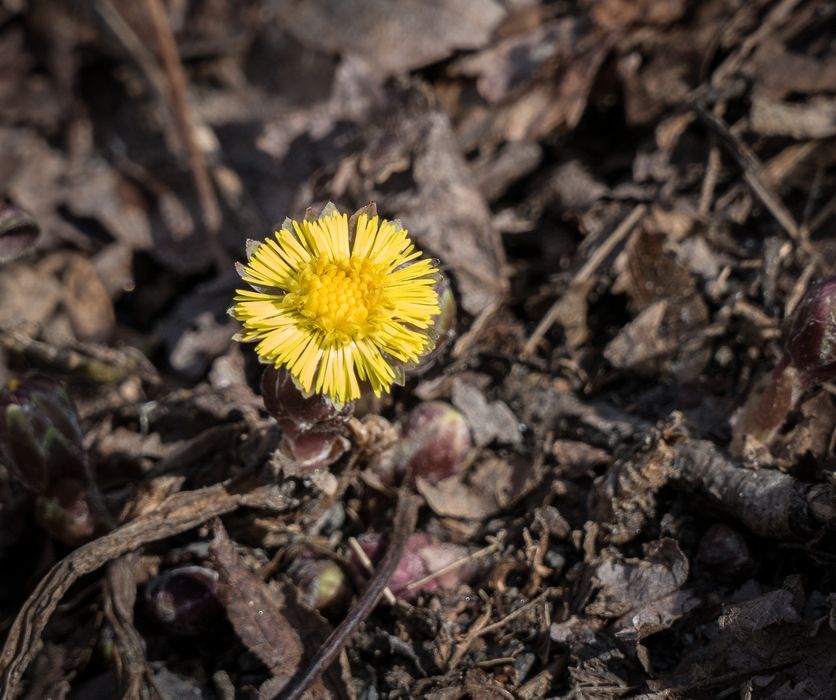 A lonly yellow flower.<br />Broad Meadow Brook Conservation & Wildlife Sanctuary.<br />March 13, 2016 - Worcester, Massachusetts.