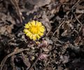 A lonly yellow flower.<br />Broad Meadow Brook Conservation & Wildlife Sanctuary.<br />March 13, 2016 - Worcester, Massachusetts.