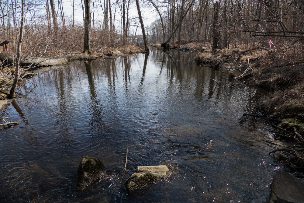 Broad Meadow Brook.<br />Broad Meadow Brook Conservation & Wildlife Sanctuary.<br />March 13, 2016 - Worcester, Massachusetts.