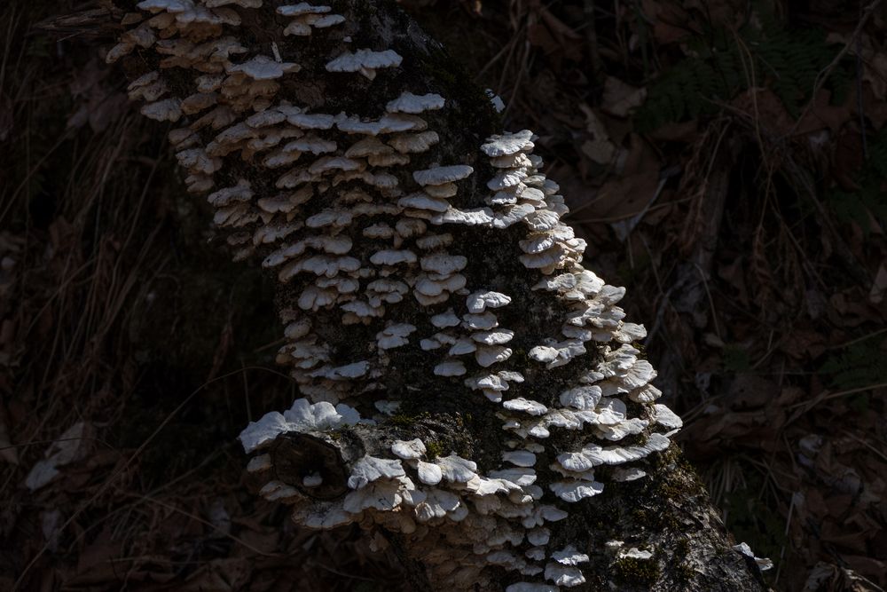 Tree fungus.<br />Hike in the Drakes Brook Trail area.<br />March 19, 2016 - Waterville Valley, New Hampshire.