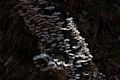 Tree fungus.<br />Hike in the Drakes Brook Trail area.<br />March 19, 2016 - Waterville Valley, New Hampshire.