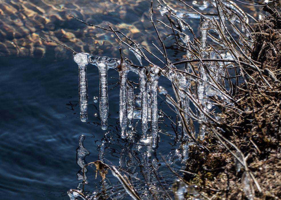 Along the Pemigewasset River.<br />March 20, 2016 - Blair Woodlands Natural Area, Campton, New Hampshire.