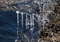 Along the Pemigewasset River.<br />March 20, 2016 - Blair Woodlands Natural Area, Campton, New Hampshire.