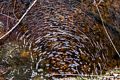 Foam pattern on the stream.<br />A walk with Matthew.<br />April 20, 2016 - Town Forest, Merrimac, Massachusetts.