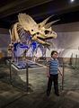 Matthew in front of another Triceratops.<br />April 21, 2016 - At the Museum of Science, Boston, Massachusetts.