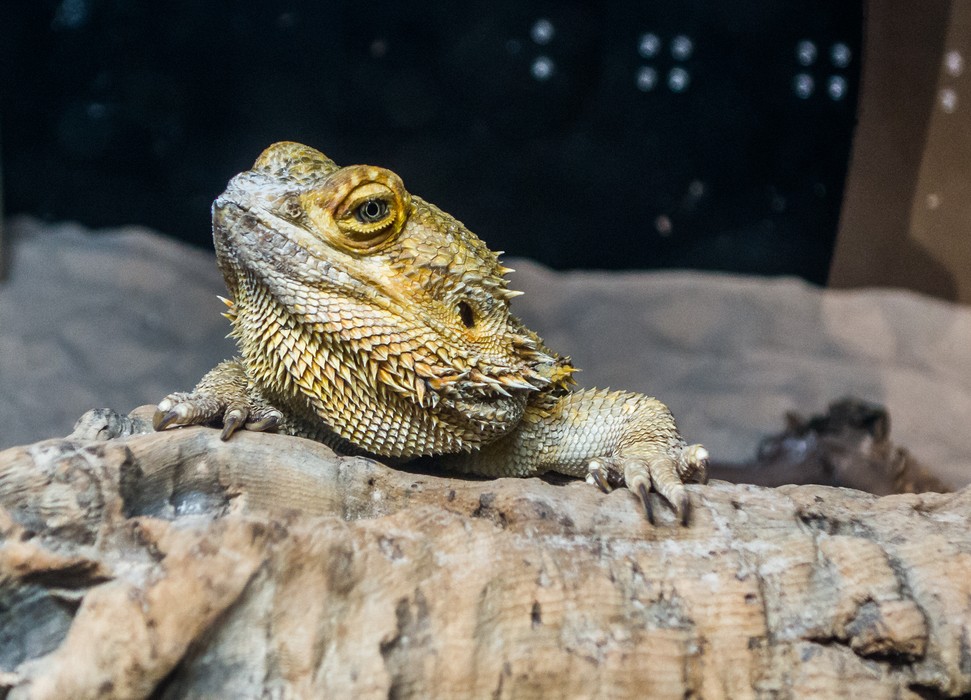 Spiny lizard?<br />April 21, 2016 - At the Museum of Science, Boston, Massachusetts.