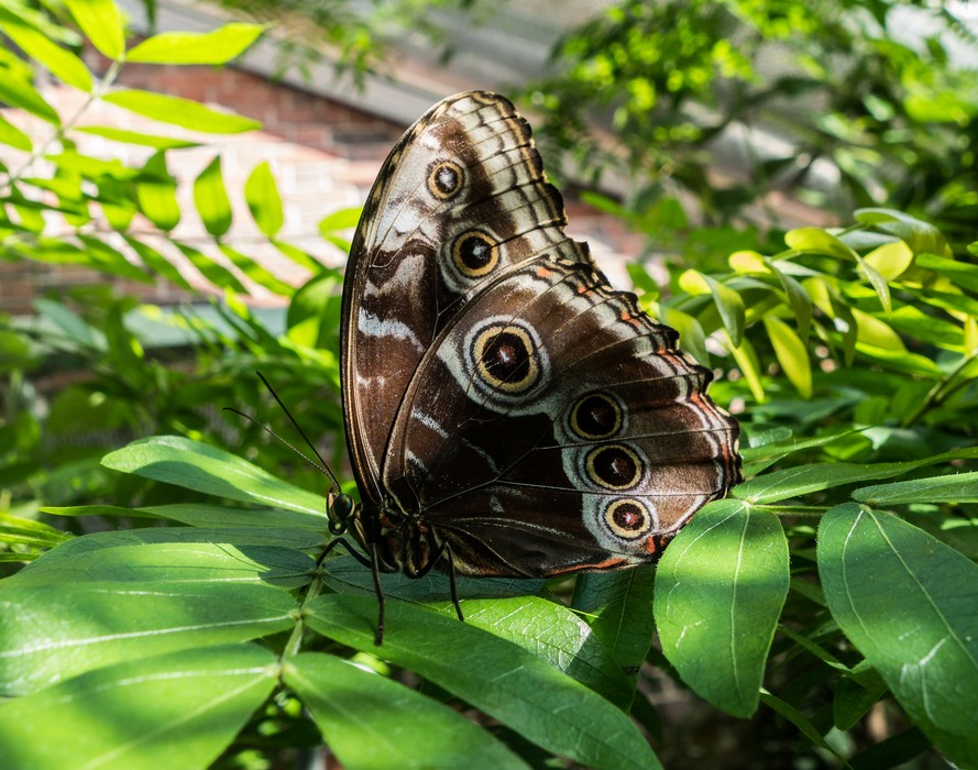 Butterfly.<br />April 21, 2016 - At the Museum of Science, Boston, Massachusetts.