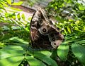 Butterfly.<br />April 21, 2016 - At the Museum of Science, Boston, Massachusetts.