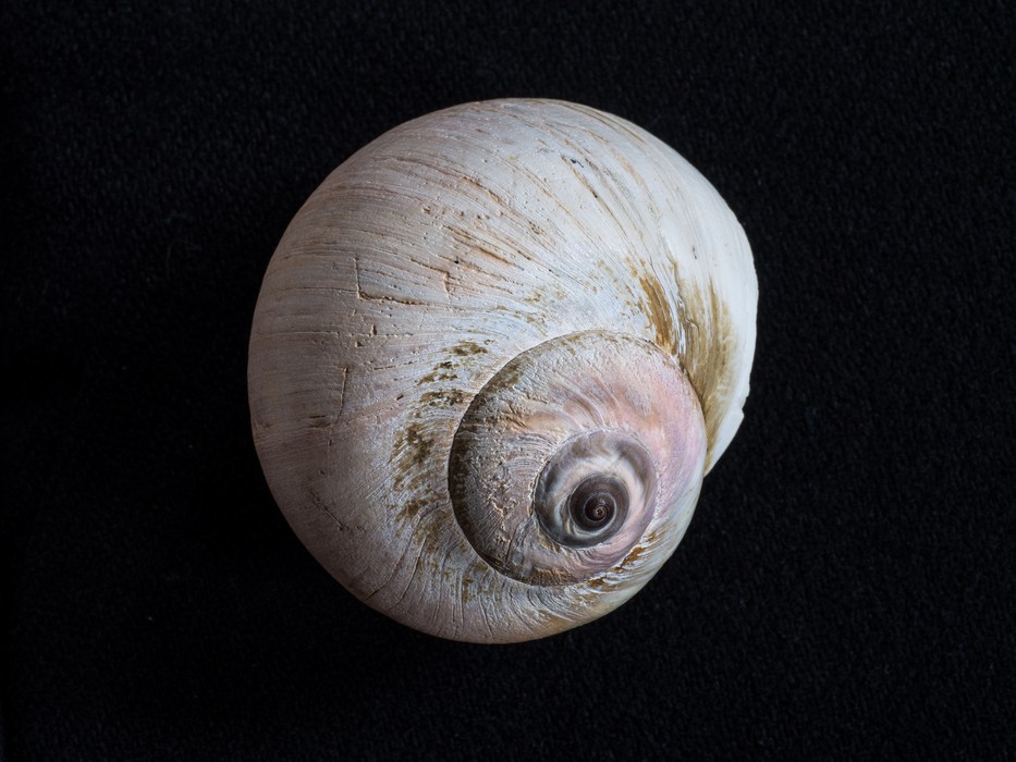 Joyce's shells for presentation at school in <br />Engalnd.<br />May 4, 2016 - At home in Merrimac, Massachusetts.