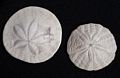 Joyce's shells for presentation at school in <br />Engalnd.<br />May 4, 2016 - At home in Merrimac, Massachusetts.