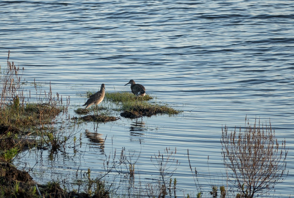 Some sort of sandpipers in North Pool.<br />May 14, 2016 - Parker River National Wildlife Refuge, Plum Island, Massachusetts.