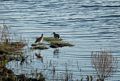 Some sort of sandpipers in North Pool.<br />May 14, 2016 - Parker River National Wildlife Refuge, Plum Island, Massachusetts.