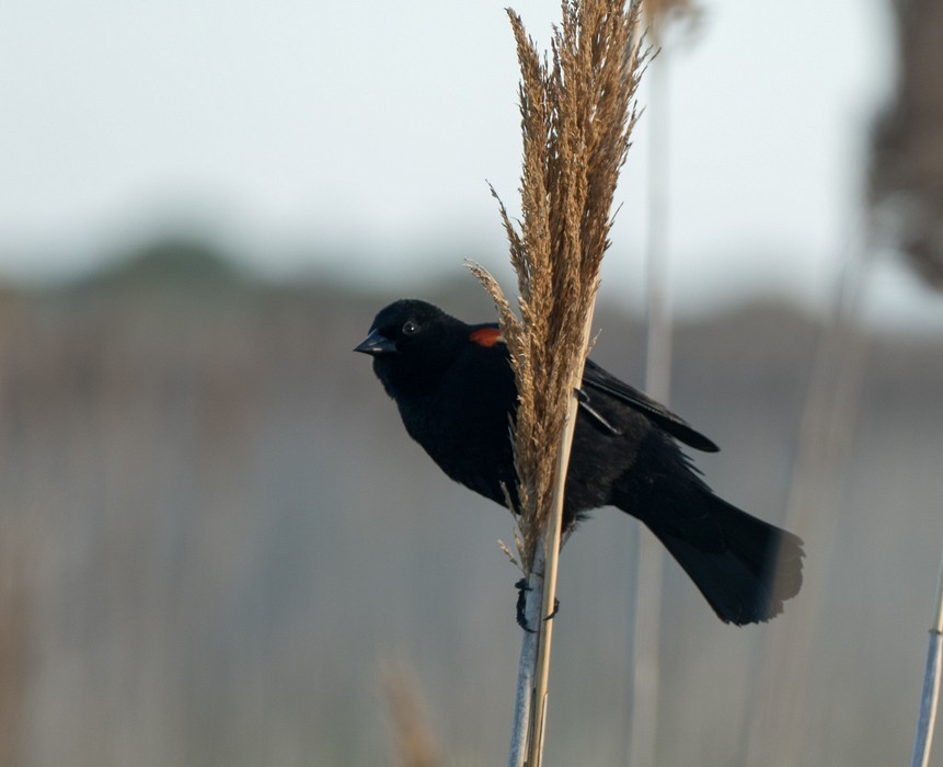 Redwinged blackbird along Marsh Loop.<br />May 14, 2016 - Parker River National Wildlife Refuge, Plum Island, Massachusetts.