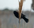 Redwinged blackbird along Marsh Loop.<br />May 14, 2016 - Parker River National Wildlife Refuge, Plum Island, Massachusetts.