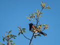 Eatern towhee along Dunes Loop at Hellcat Swamp area.<br />May 14, 2016 - Parker River National Wildlife Refuge, Plum Island, Massachusetts.