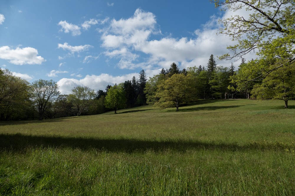 Northernmost meadow.<br />May 15, 2016 - Maudslay State Park, Newburyport, Massachusetts.