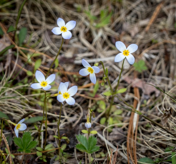Bluets.<br />May 15, 2016 - Maudslay State Park, Newburyport, Massachusetts.