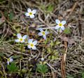 Bluets.<br />May 15, 2016 - Maudslay State Park, Newburyport, Massachusetts.