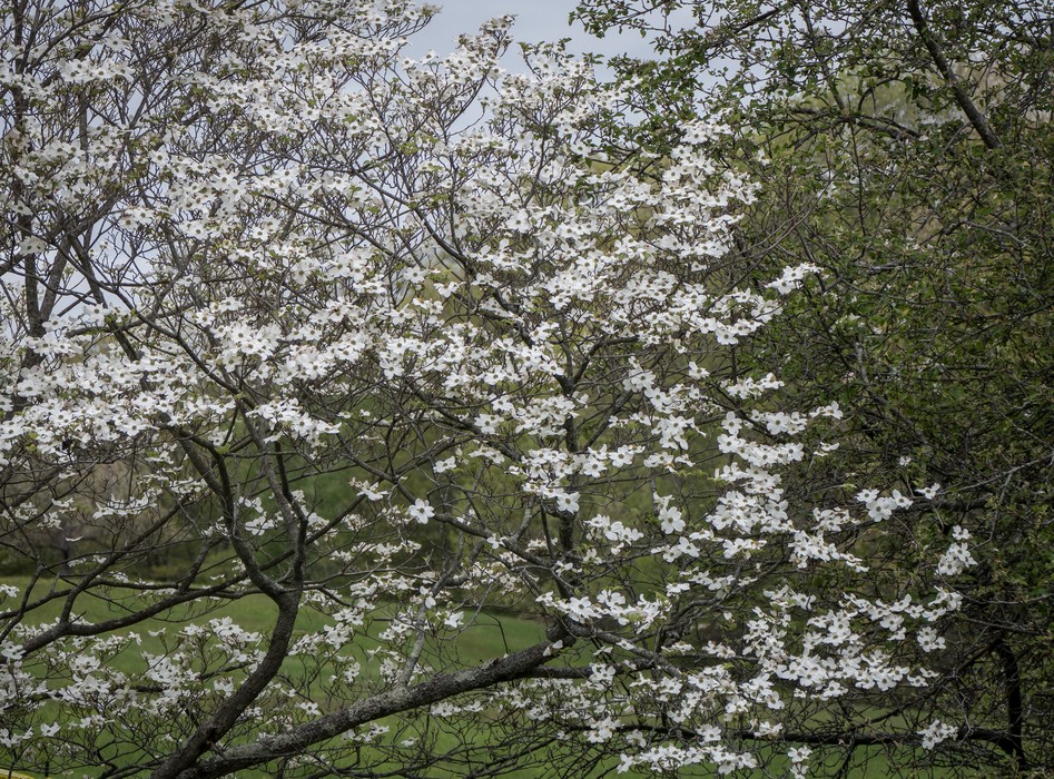 May 15, 2016 - Maudslay State Park, Newburyport, Massachusetts.