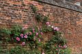 Roses on a wall.<br />May 21, 2016 - Hampton Court Palace grounds, East Molesey, Surrey, England.