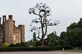 An unusual tree. Growth is mistletoe.<br />May 21, 2016 - Hampton Court Palace grounds, East Molesey, Surrey, England.