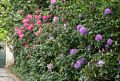 Rhododendron.<br />May 21, 2016 - Hampton Court Palace grounds, East Molesey, Surrey, England.