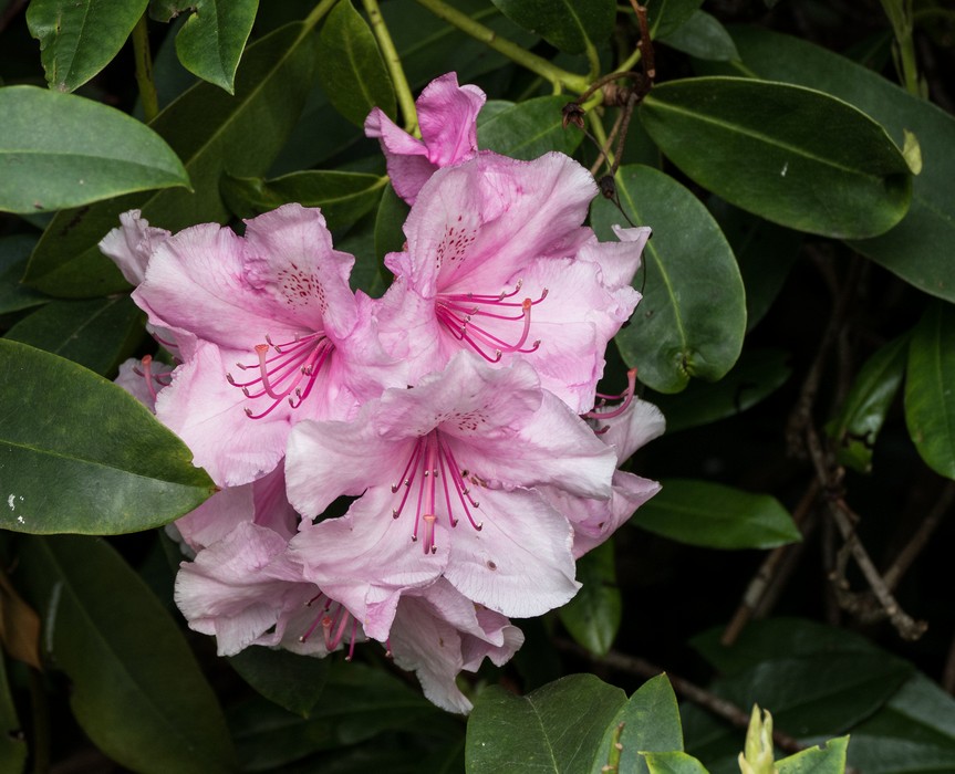 Rhododendron.<br />May 21, 2016 - Hampton Court Palace grounds, East Molesey, Surrey, England.