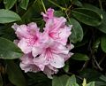Rhododendron.<br />May 21, 2016 - Hampton Court Palace grounds, East Molesey, Surrey, England.