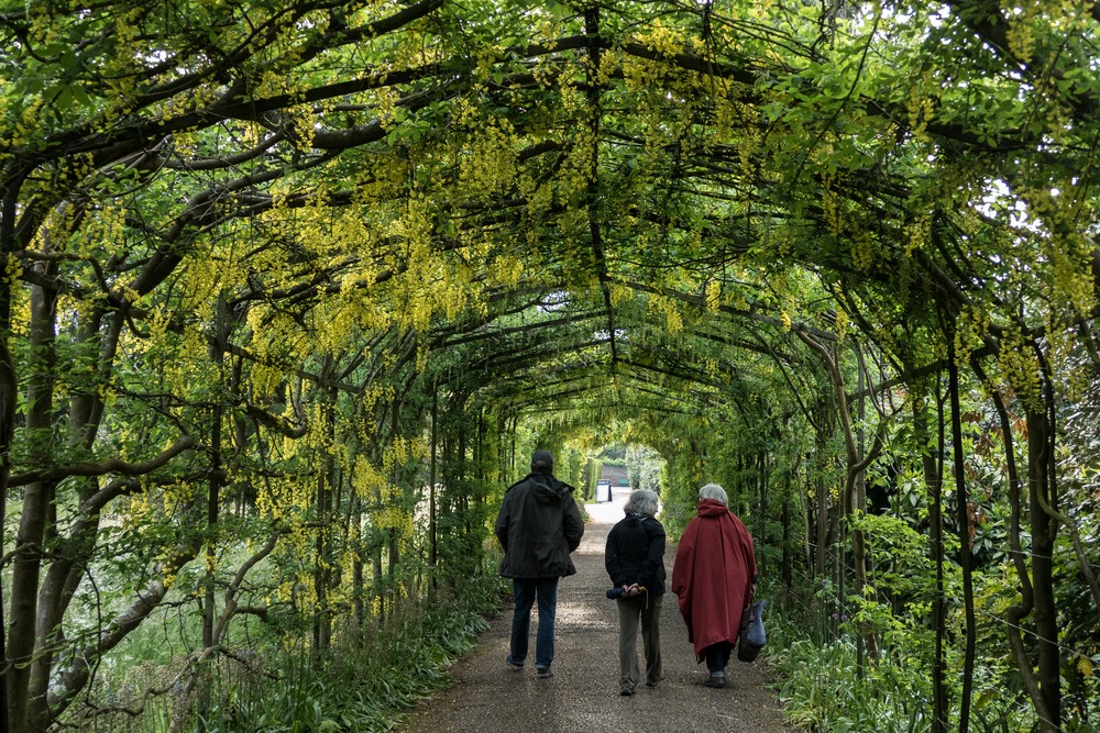 Rob, Joyce, and Stephanie on the Laburnum (yellow flowers) Walk.<br />May 21, 2016 - Hampton Court Palace grounds, East Molesey, Surrey, England.