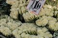 Yellow roses.<br />May 22, 2016 - Columbia Road Flower Market, London, UK.