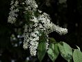 Flowering tree.<br />May 22, 2016 - Columbia Road Flower Market, London, UK.