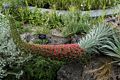 The sign reads: Satureja spicigera, Turkey.<br />The Chelsey Physic Garden.<br />May 22, 2016 - London, England.