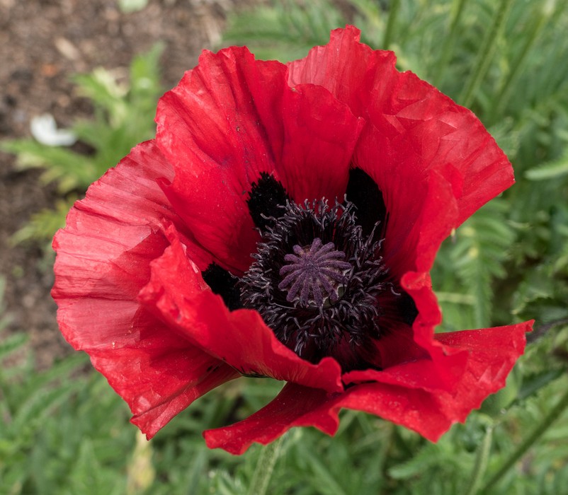 Poppy flower.<br />The Chelsey Physic Garden.<br />May 22, 2016 - London, England.