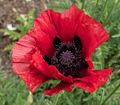 Poppy flower.<br />The Chelsey Physic Garden.<br />May 22, 2016 - London, England.