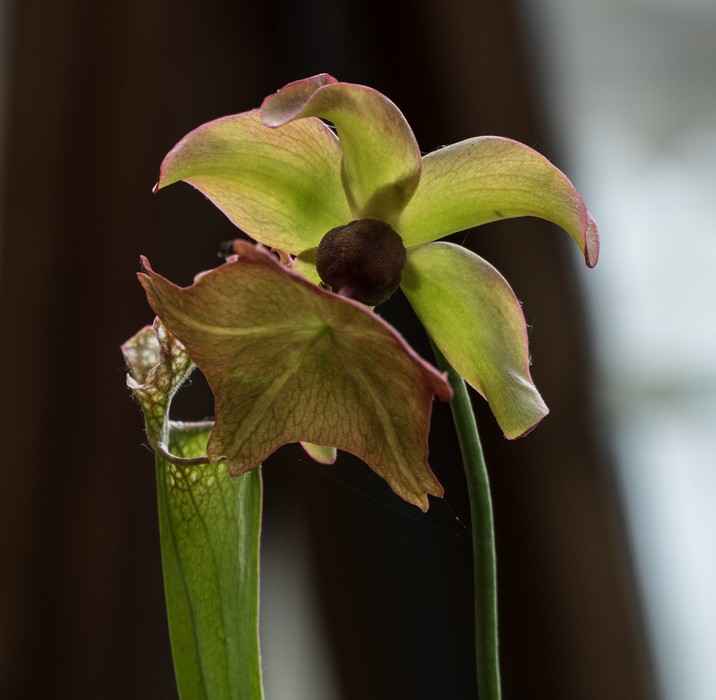 A pitcher plant.<br />The Chelsey Physic Garden.<br />May 22, 2016 - London, England.
