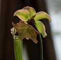 A pitcher plant.<br />The Chelsey Physic Garden.<br />May 22, 2016 - London, England.