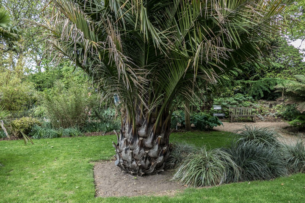 Some sort of a palm tree.<br />The Chelsey Physic Garden.<br />May 22, 2016 - London, England.