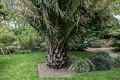 Some sort of a palm tree.<br />The Chelsey Physic Garden.<br />May 22, 2016 - London, England.