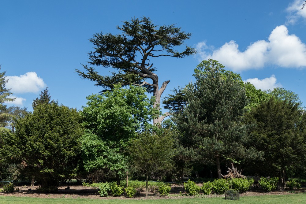 The park has a number of striking trees.<br />May 23, 2016 - Painshill Park, Cobham, Surrey, England.